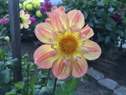 Luminescent Dahlia Golden