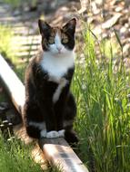 charming Cat Rail Track