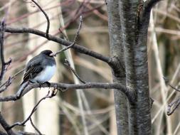Junco Snowbird Dark-Eyed