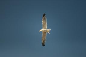 goodly Seagull Bird Flight