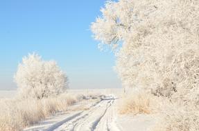 Driveway Road at Hoarfrost