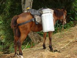 Roof Rack Horse Everyday Life