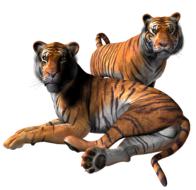 tiger design 3d