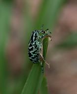 perfect Botany Bay Weevil