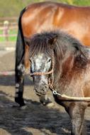 Pony Horses Horse