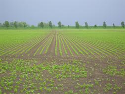 Arable Land Diagonal Worth Young
