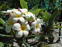 Beauty Flower