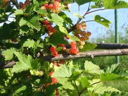 Berry Currant