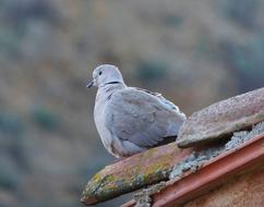 Turtledove Eurasian Collared Dove