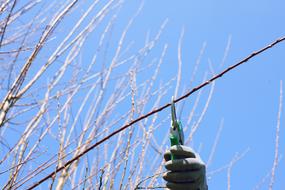 wire bird sky trees