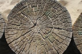 wonderful Tree Structure