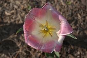 Tulip Flowers