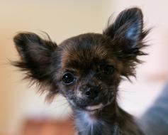 impressively beautiful Chihuahua Dog face