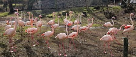 Flamingo Flock Animal