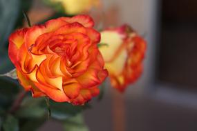 Roses Red Two