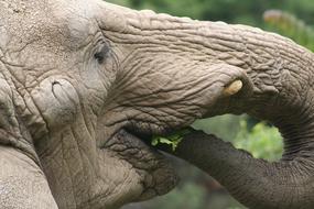 baby elephant is eating grass