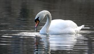 Swan Water Lake