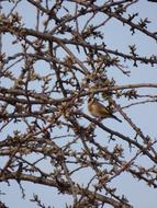 goodly Goldfinch Bird