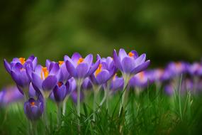 purple crocuses in the garden of green grass