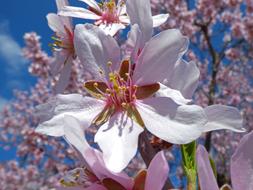 Almond Flower Foreground