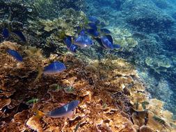 Marine Great Barrier Reef
