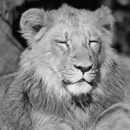 monochrome photo portrait of a lion