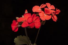 Geranium Flowers Wildflowers