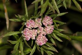 beautiful wild carrot flowers