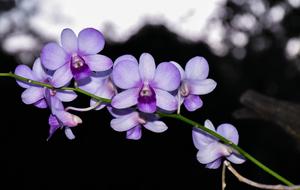 Flowers Orchid Flower Garden