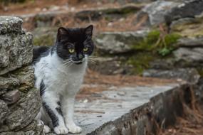 Beautiful and cute, black and white cat on the stairs with leaves