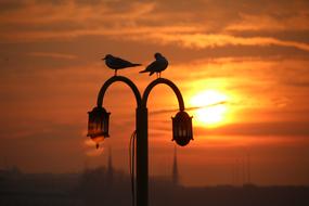 goodly Seagull Marine Mosque