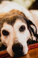 white dog with dark nose close up