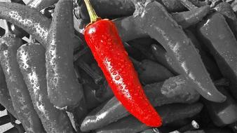 Chilli Pepper Heat