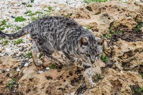 amazingly beautiful Cat Feral Young