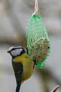 tit sits on a net with feed