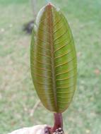 large leafy plant in the garden