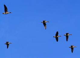 Birds Geese Poultry