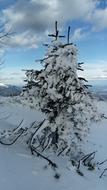 Tree Snow Winter