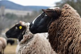 Sheep Wave