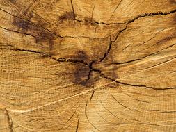 Background Wood Structure old