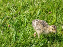 pheasant chick is running in a green meadow