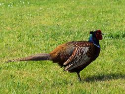 fabulous Pheasant Bird