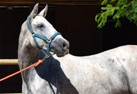 Andalusian thoroughbred horse in Spain