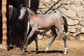 goodly Foal Horse