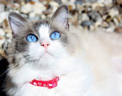 Purebred Ragdoll Cat looking up