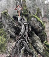 grave on wooden roots