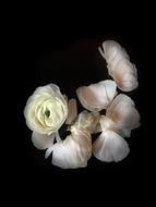 white rosebud sprinkled with petals