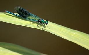 Dragonfly on Leaf close-up on blurred background