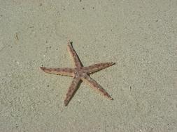 starfish on the beach wet
