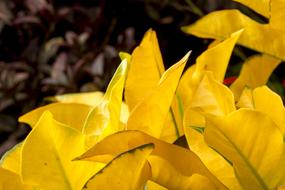 Foliage Yellow Leaves